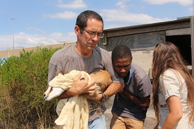 Young Springbuck finds new home
